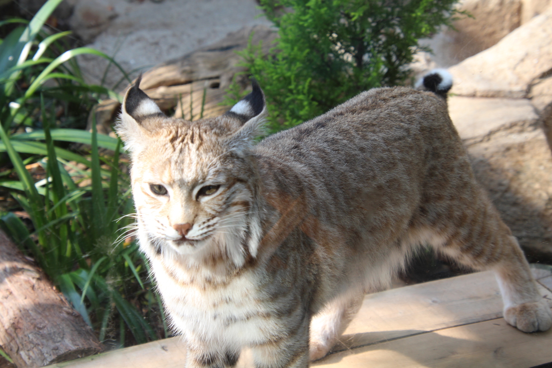 キャット In The Zoo その５ 私的アニマルランド