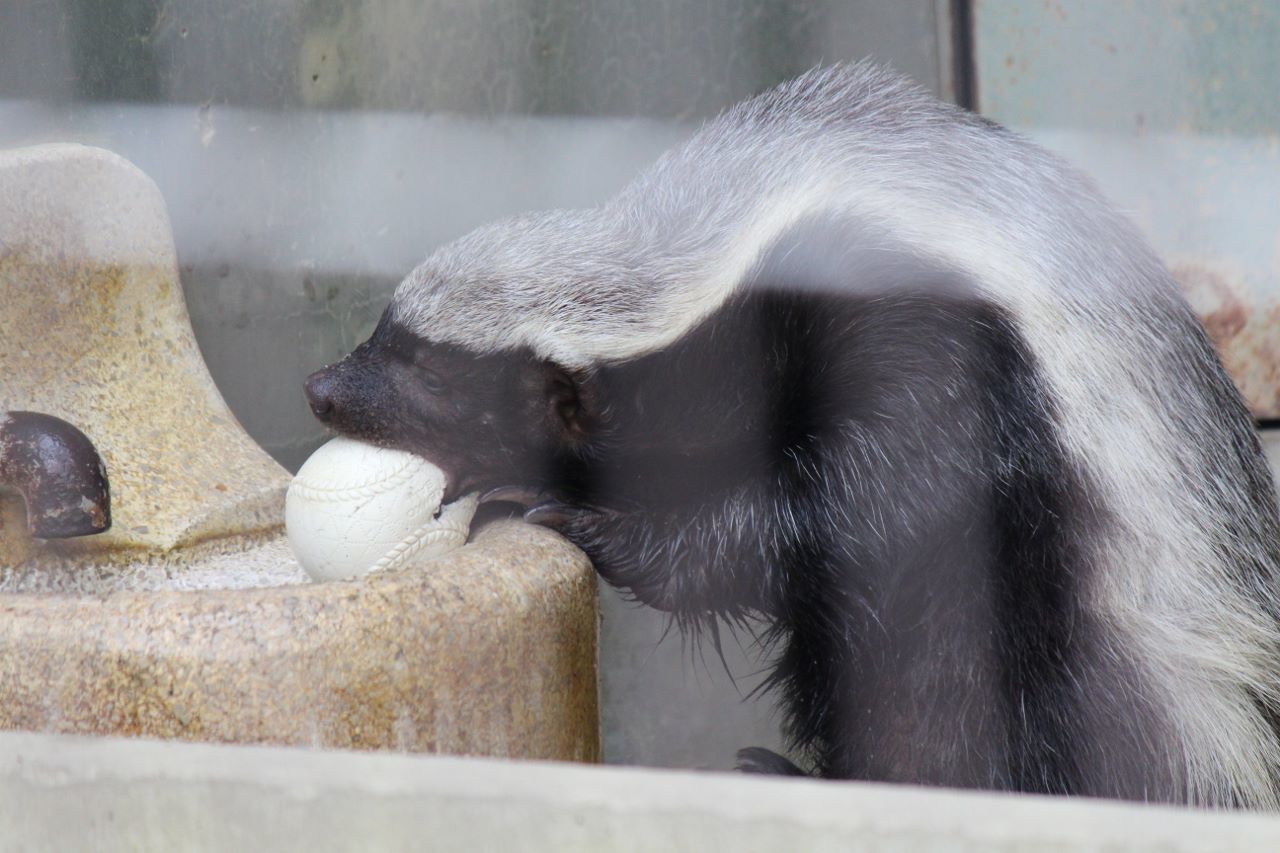 日本にここだけ 動物 その４ 私的アニマルランド