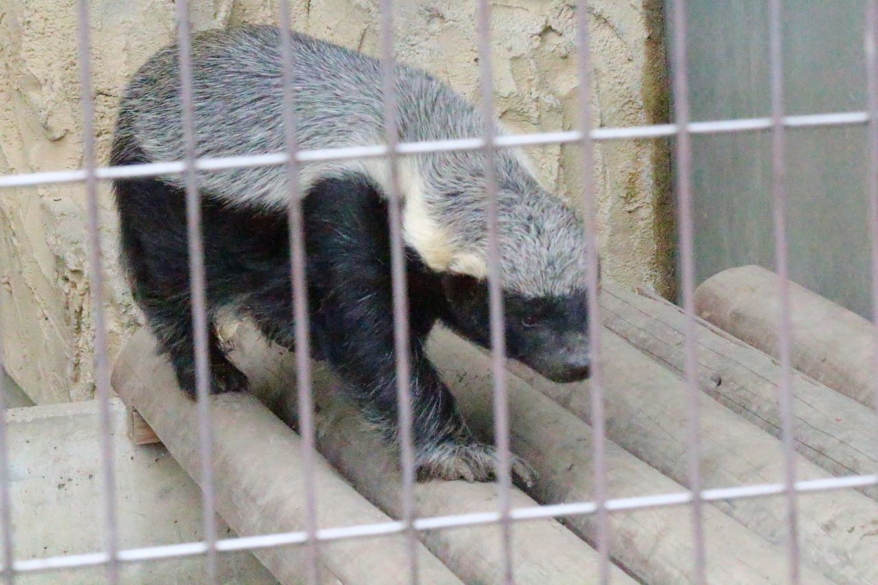 日本にここだけ 動物 その４ 私的アニマルランド