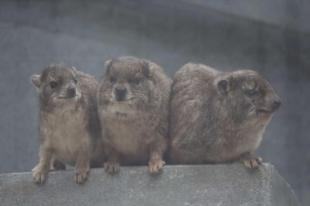 会いに行ける動物 ケープハイラックス編 私的アニマルランド