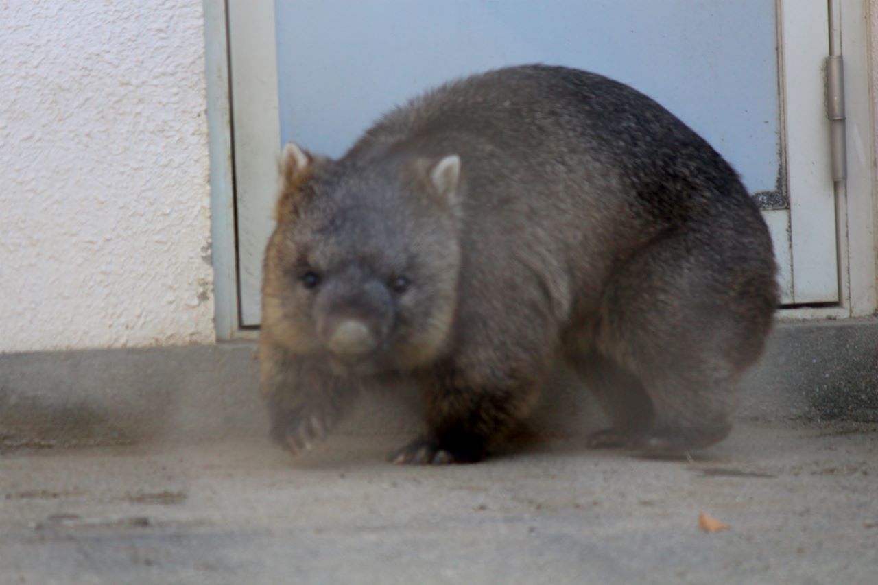 会いに行ける動物 ウォンバット編 私的アニマルランド