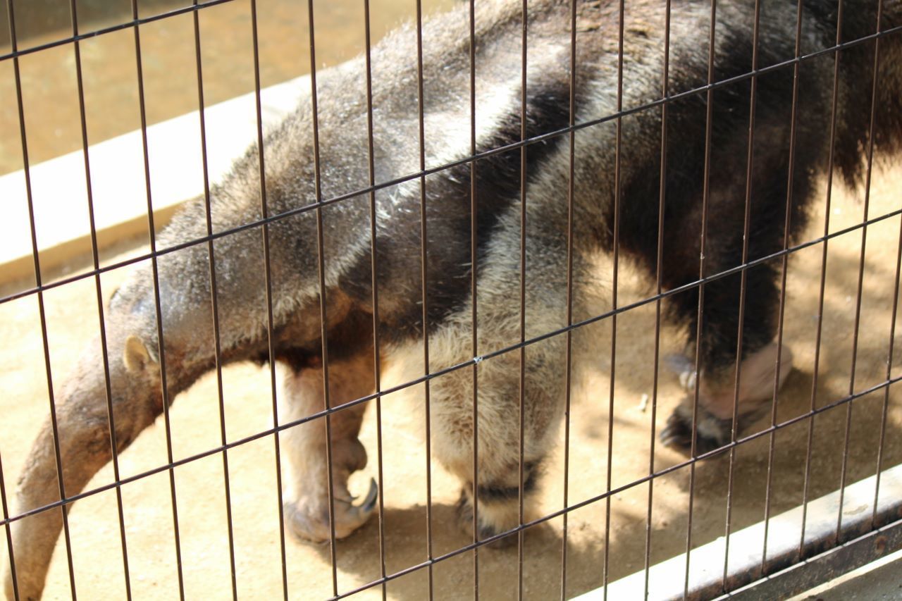 会いに行ける動物 オオアリクイ編 私的アニマルランド