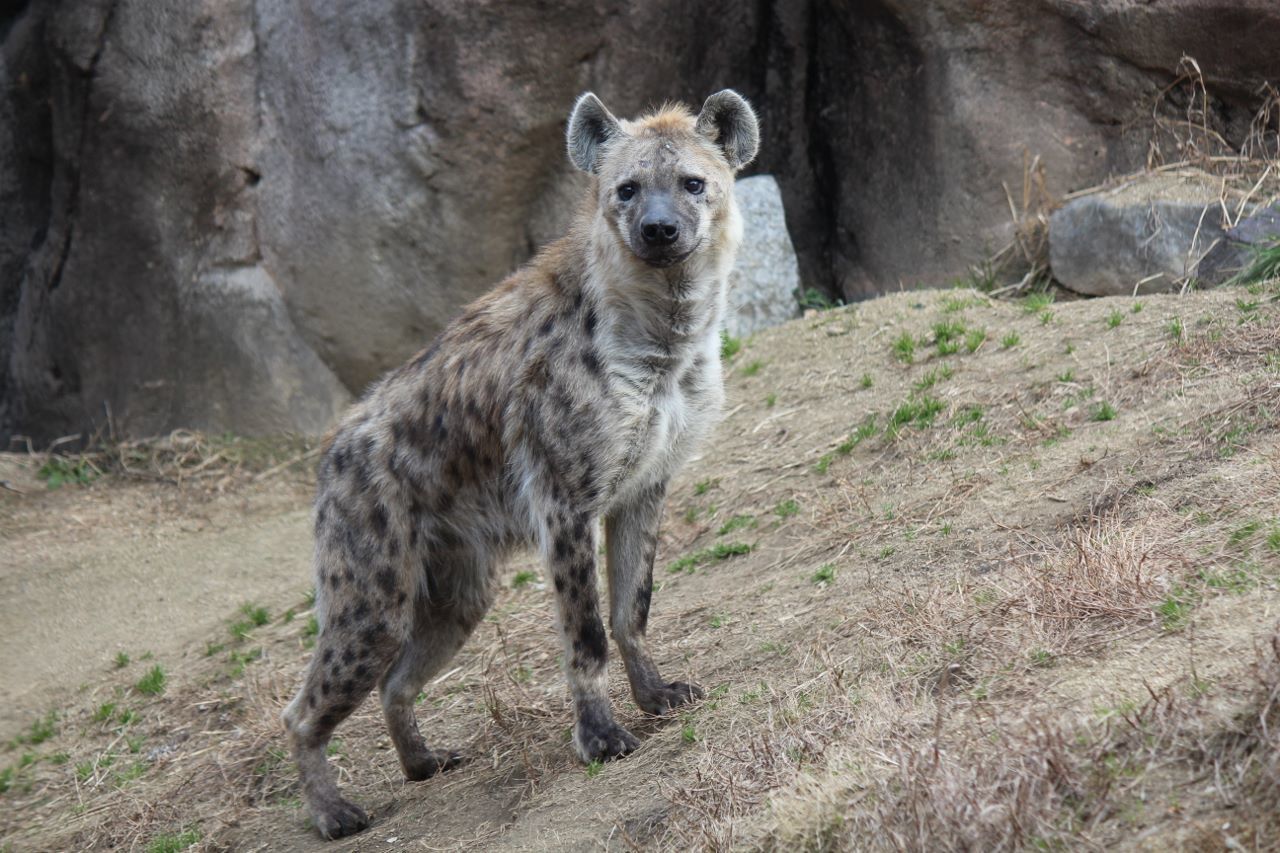 会いに行ける動物 ブチハイエナ編 私的アニマルランド