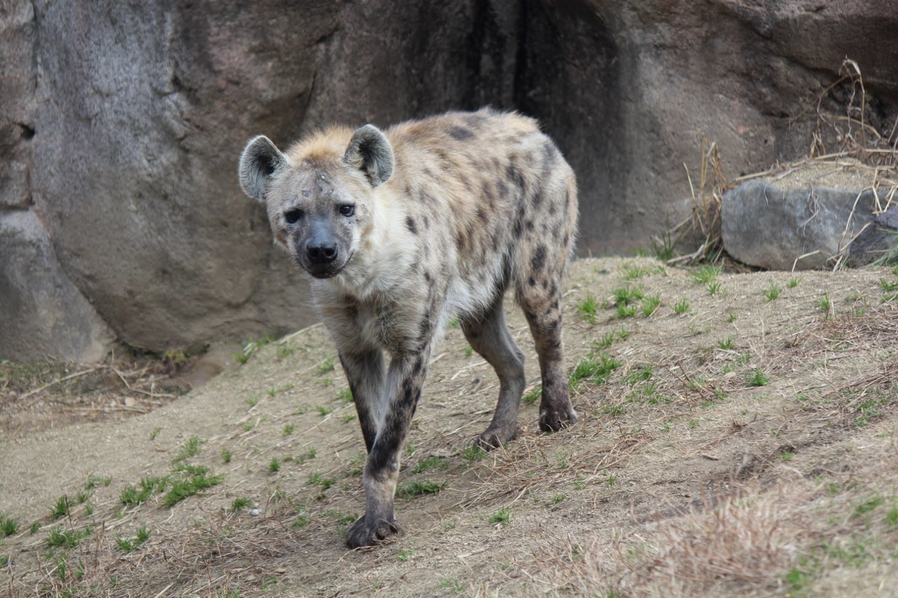 会いに行ける動物 ブチハイエナ編 私的アニマルランド