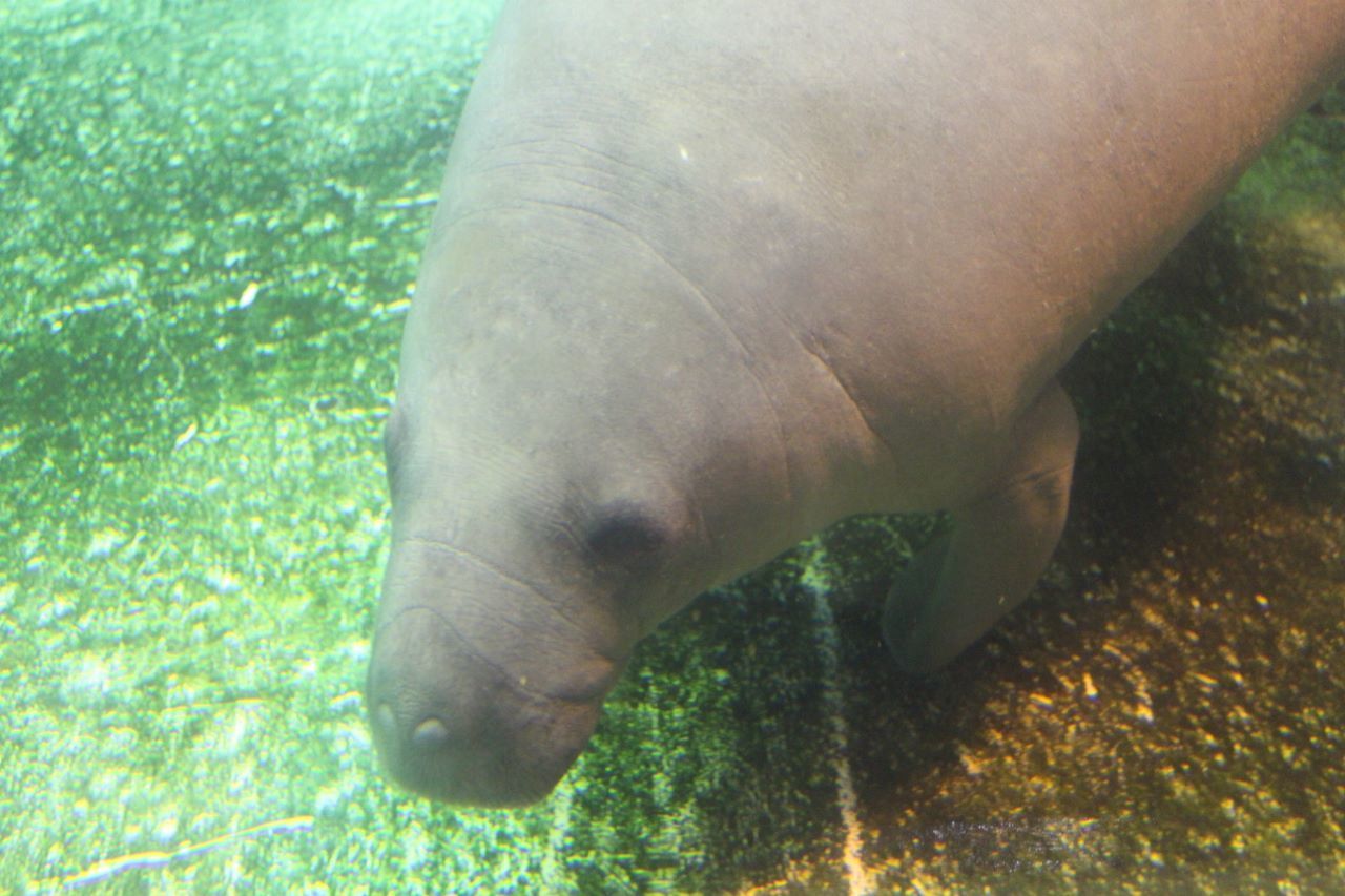日本でマナティーに会える水族館一覧！面白い特徴や見逃し厳禁な
