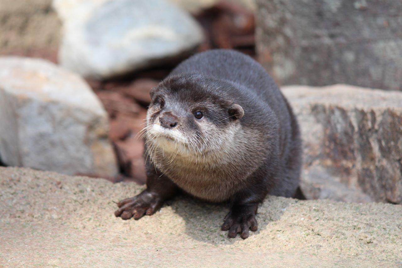 会いに行ける動物 コツメカワウソ編 私的アニマルランド