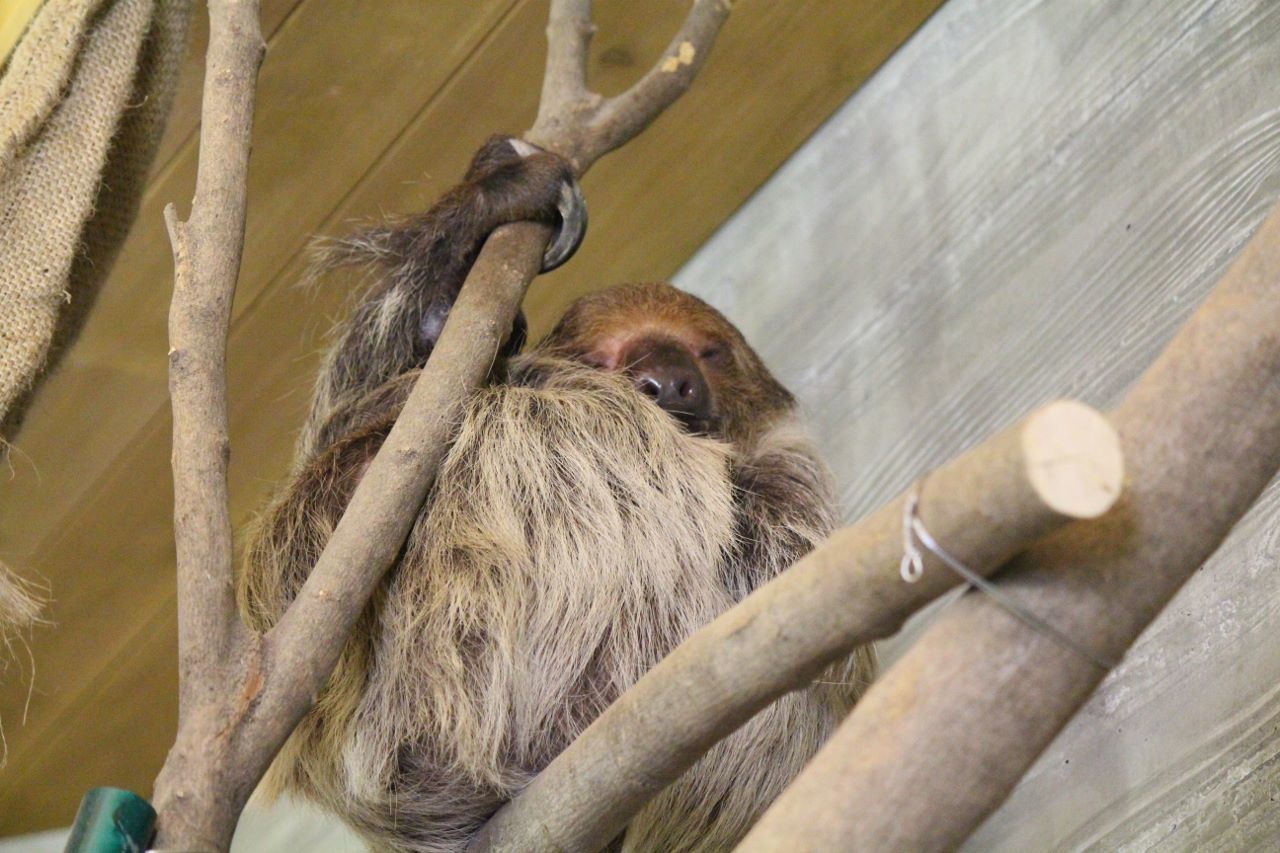 会いに行ける動物 ナマケモノ編 私的アニマルランド