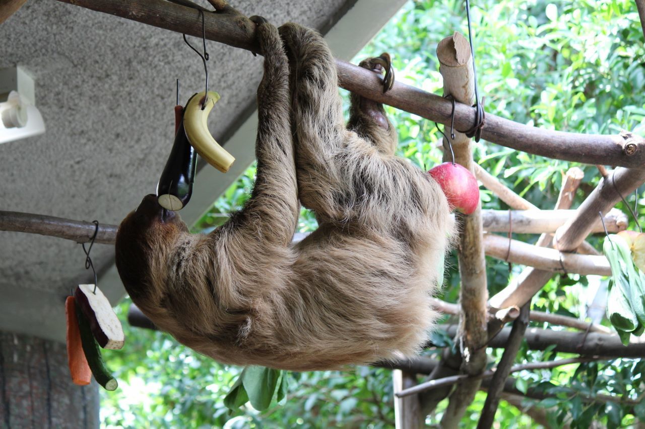 会いに行ける動物 ナマケモノ編 私的アニマルランド