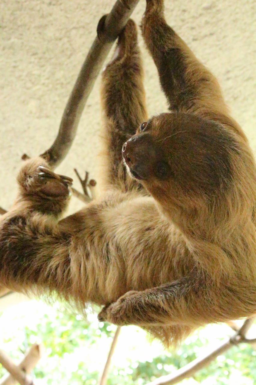 会いに行ける動物 ナマケモノ編 私的アニマルランド