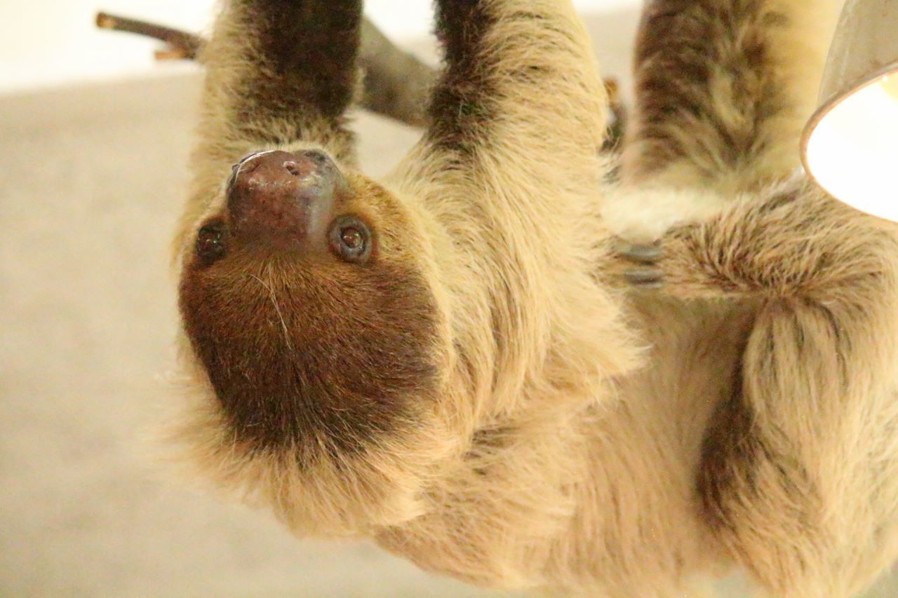 会いに行ける動物 ナマケモノ編 私的アニマルランド